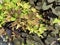 Ornamental autumn leaves Ipomoea Sweet Potato, Nature Palette Ipomoea batata. Natural background, close-up, sunlight