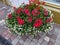 Ornamental bacopa flowers - Latin name - Chaenostoma cordatum and red Verbena .