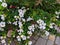 Ornamental bacopa flowers - Latin name - Chaenostoma cordatum and red Verbena .