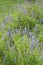 Ornamental blue garden flowers and buds.