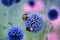 Ornamental blue globe thistle flowers close up with pollinating bumblebees on