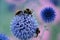 Ornamental blue globe thistle flowers close up with pollinating bumblebees on