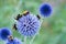 Ornamental blue globe thistle flowers close up with pollinating bumblebees on