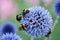 Ornamental blue globe thistle flowers close up with pollinating bumblebees on