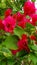 Ornamental Bougainvillea Flower in Vibrant Color