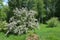 An ornamental bush of Deutzia with pink tender flowers in landscape design. Deutzia scabra Codsall Pink blooming with fuzzy white