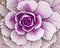 Ornamental cabbage