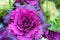 Ornamental Cabbage