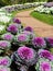 Ornamental cabbage