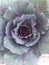 Ornamental Cabbage in blue with pink veins.