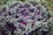 Ornamental cabbage cabbage purple