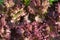 Ornamental cabbage close-up. Kale bush in the garden