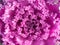 Ornamental cabbage curly leaves purple pink colour close up detail top view cool - Nature texture wallpaper background