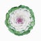 Ornamental cabbage flower