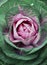 Ornamental cabbage green and violet