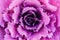 Ornamental cabbage or kale curly leaves purple pink colour