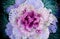 Ornamental cabbage or kale curly leaves purple pink colour