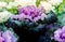 Ornamental cabbage or kale curly leaves purple pink colour