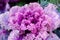Ornamental cabbage or kale curly leaves purple pink colour