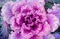 Ornamental cabbage or kale curly leaves purple pink colour