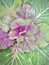 Ornamental cabbage and kale in purple color.