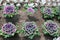 Ornamental cabbage planted in rows