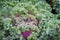 Ornamental cabbage Vegetable background