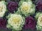 Ornamental Cabbages