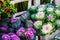 Ornamental cabbages in a flower shop