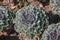 Ornamental cabbages in green color in the garden.