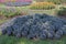 Ornamental cabbages in green color in the garden.