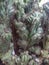ornamental cactus plant with many thorns