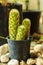 Ornamental cactus tree on tree pot for decoration