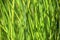 Ornamental calamagrostis grass, reed grass juicy green colored