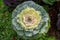 Ornamental Cauliflower is Blooming in the Cold Weather