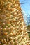 Ornamental ceiba chodatii tree in park in malaga