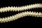 Ornamental chain boa snake bones