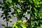 Ornamental cherries, leaves in detail. The tree has green lush branches