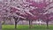 Ornamental Cherry and Crabapple Trees Blooming
