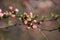 A ornamental cherry tree branch closeup