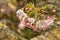 Ornamental cherry tree flowers and buds in bloom