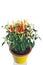 Ornamental chili plant in pot