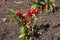 Ornamental chilli pepper bush in herb garden