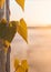 Ornamental climbing plants on fence in beautiful morning sunrise with selective focusing