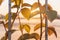 Ornamental climbing plants on fence in beautiful morning sunrise with selective focusing