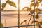 Ornamental climbing plants on fence in beautiful morning sunrise with selective focusing