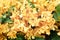 Ornamental colorful yellow orchid flowers with green leaves on wall for background