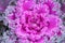 Ornamental coloured purplecabbage covered with dew drops or rain. Abstract floral background. Selective focus.