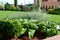 Ornamental colourfull garden with group of shrubs perennials and conifers