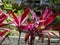 Ornamental Cordyline fruticosa. beautiful plant natural red color